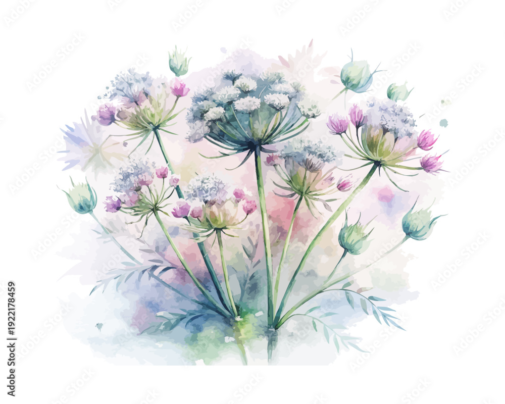 Obraz premium Queen Anne’s Lace Watercolor Bloom, Rustic Wildflower Botanical Illustration Isolated on White