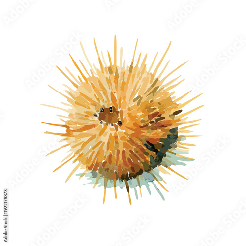 Vibrant Watercolor Sea Urchin Illustration Handpainted marine life art.