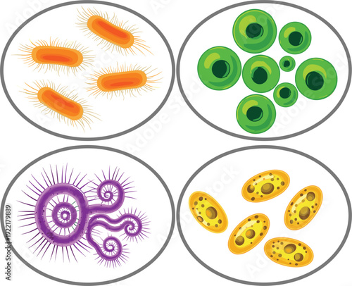 Microbiology set showing four types of bacteria and virus cells