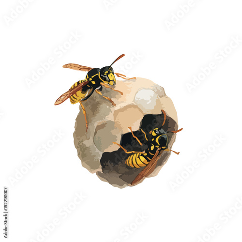 Wasp Nest with Two Wasps Vector Illustration.