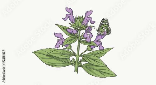Purple sage flower with butterfly on leafy stem