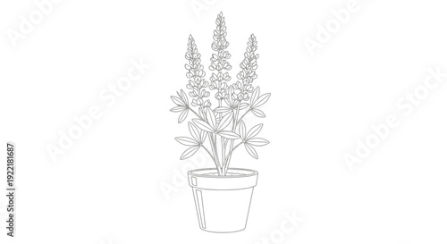 Potted lavender plant with tall flowering stems in a ceramic pot