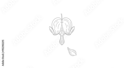 Flower with Pod and Leaf