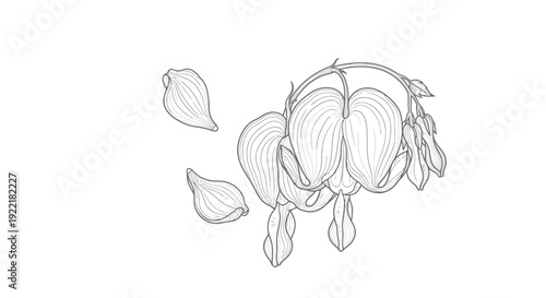Hanging onions and garlic botanical sketch