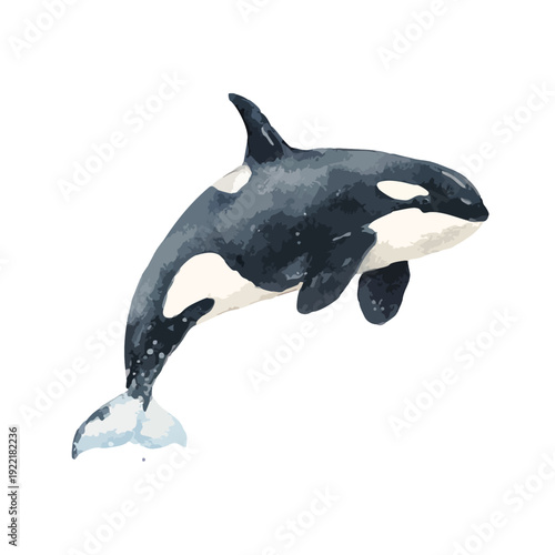 Watercolor Orca Illustration Majestic Killer Whale Marine Animal Art.
