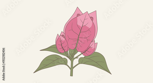 Pink Bougainvillea Flowers with Green Leaves