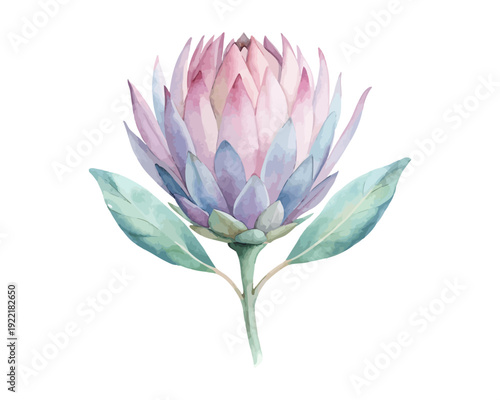 Canvastavla Watercolor Protea Blossom, Bold Boho Floral Vector Illustration Isolated on Whit