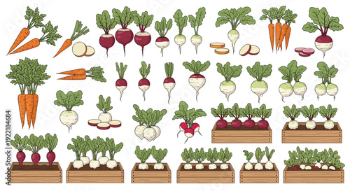 Massive collection of root vegetables like carrots radishes and beets shows them whole sliced and growing in several wooden boxes.