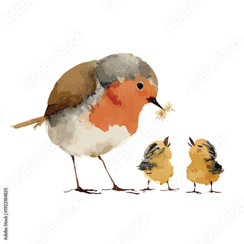 Watercolor Robin Feeding Chicks Illustration.