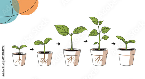 Sequence of illustrations showing the growth stages of a green plant in a pot from a tiny sprout with roots to a mature leafy plant.