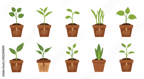 Collection of ten different types of young green plants growing in brown pots with their root systems visible through the soil and containers.