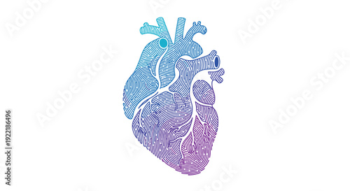 An anatomical human heart illustration created from detailed fingerprint lines featuring a vibrant blue and purple gradient, Generative AI.