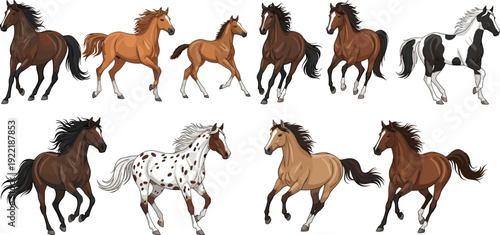 Horse breeds collection vector illustration, running galloping farm animals equestrian mammal isolated set bundle design