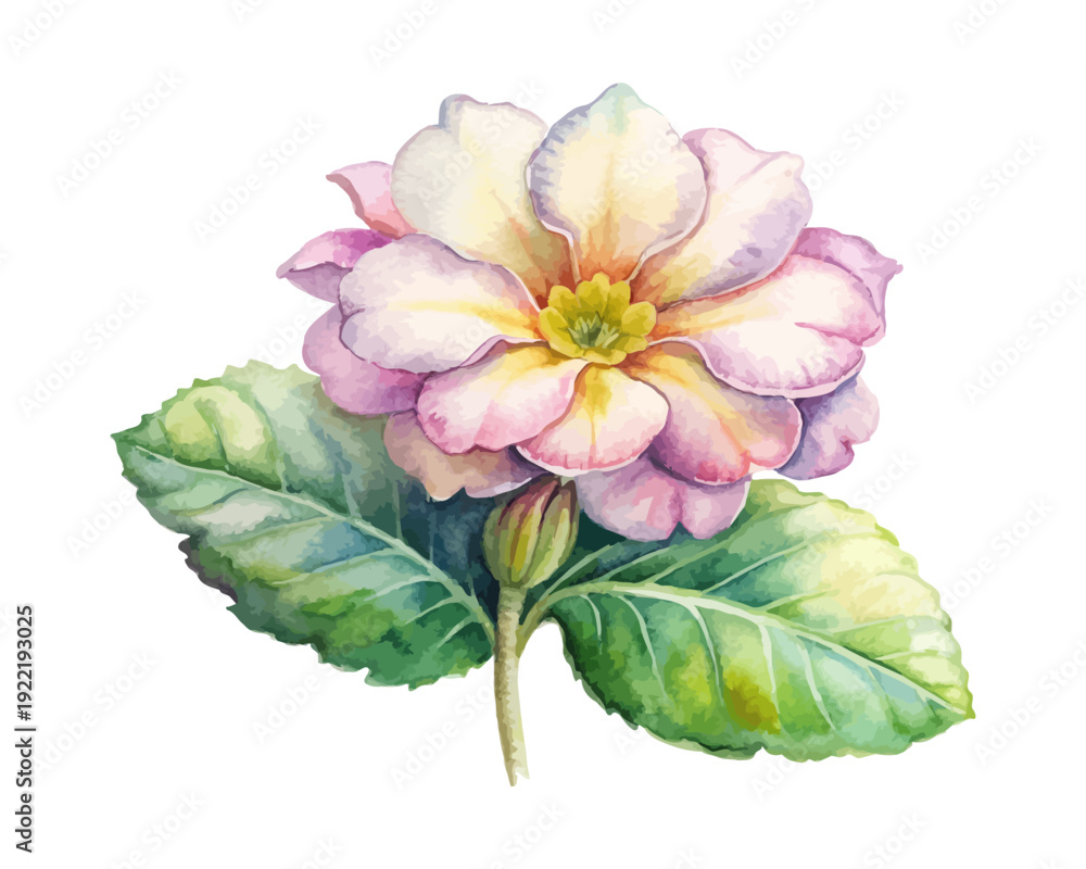 Fototapeta premium Watercolor Primrose Botanical Art, Delicate Flower, Isolated on White background