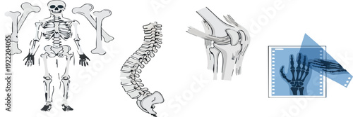Human Skeletal System and Medical Imaging of Bones, Joints, and Hands