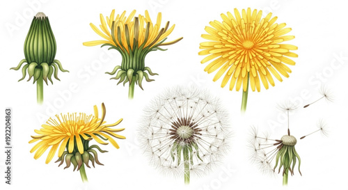Dandelion flower stages of growth blooming and seeding yellow petals white seeds botanical illustrations