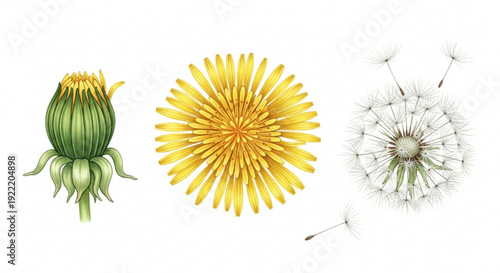 Dandelion flower stages from bud to seed dispersal on white background