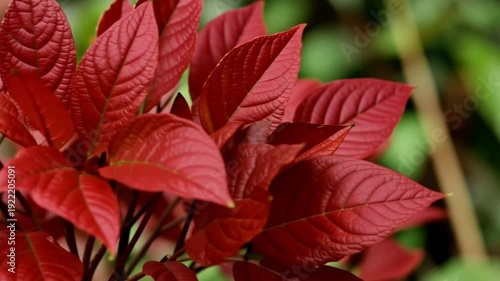 Vibrant Red Poinsettia Leaves Closeup.