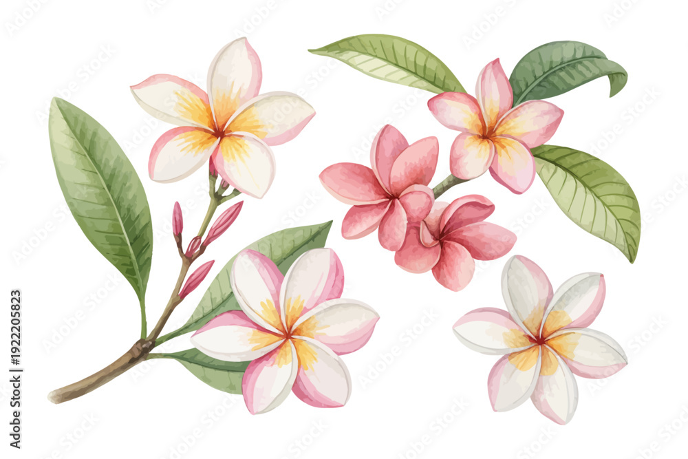 Obraz premium Watercolor Plumeria (Frangipani) Clipart, Soft Tropical Flower, vector illustration isolated on white background