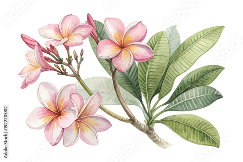 Watercolor Frangipani Blossom, Summer Beach Floral Vector Isolated on White