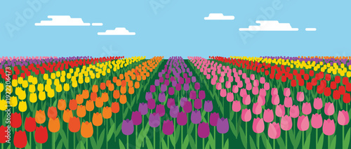 Flat vector illustration of a colorful spring tulip field stretching to the horizon under a clear blue sky with white clouds. Rows of red, yellow, orange, pink, and purple flowers in bloom.