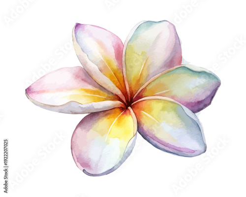 Tropical Plumeria Watercolor Bloom, Exotic Frangipani Floral Illustration Isolated on White