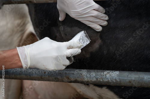 Field surgery: treat abscess