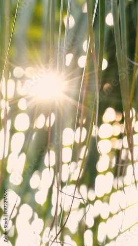Vertical bright sunlight through lush green plants in garden