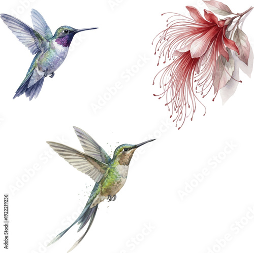 Watercolor illustration of a hummingbird and flowers.