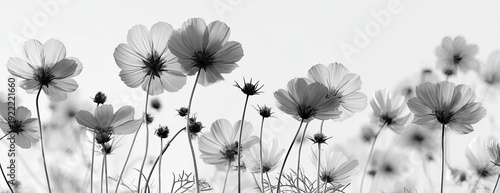 Elegant grayscale image of cosmos flowers gently swaying in the breeze, against a soft, bright background