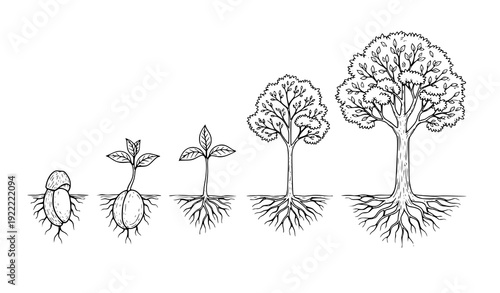 Hand drawn vector illustration of gradual tree growth stages