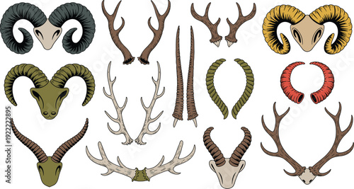 Animal horns and deer antlers illustration set, ram and elk skull trophy collection, vintage wildlife vector design, isolated white background