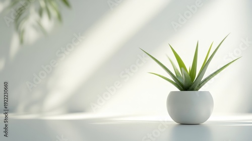 aloe vera plant on a pot clean design on a white background 