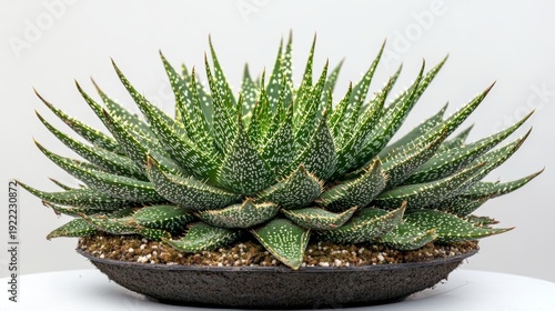 aloe vera plant on a pot on a white background
