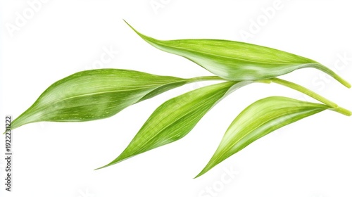 Aloea vera isolated on white background