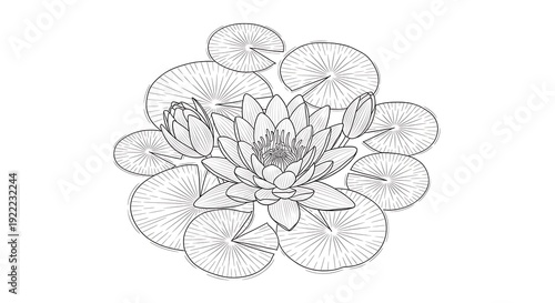 Elegant lotus flower illustration with lily pads