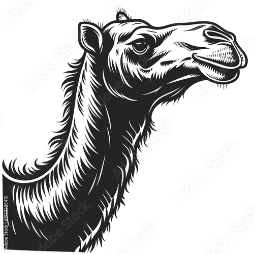 vector illustration of a zebra