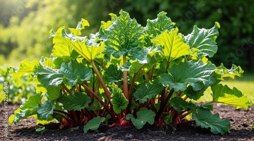 Image is a vibrant, high-resolution photograph featuring a cluster of rhubarb plants. The composition is centered on the bright red stalks and large, textured green leaves, which are illuminated by su