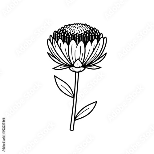 A delicate black and white illustration of a pincushion protea flower