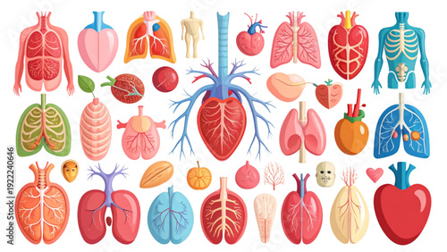 Human Internal Organs Flat Vector Illustration Set for Medical, Healthcare and Anatomy Design