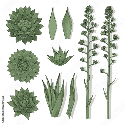 Collection of Different Agave and Desert Plant Species