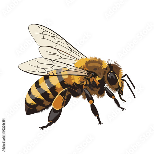 Realistic Honey Bee Illustration with Detailed Wings and Body