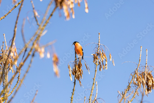 Pyrrhula pyrrhula. Red bullfinch bird. A bird eats seeds from a tree