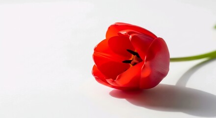 Red Tulip Symbol for Autism Awareness Support