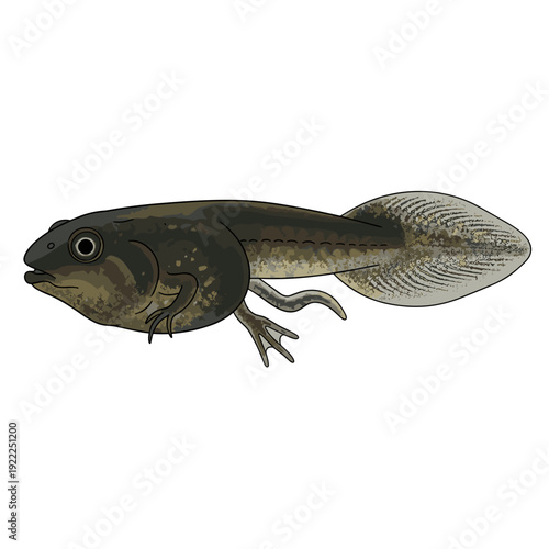 Realistic Illustration of a Tadpole Swimming in Water