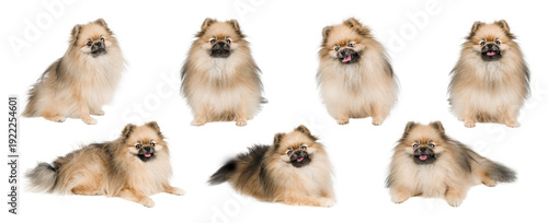 Photography Set of cute Pomeranian spitz dogs isolated on white background
