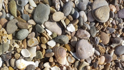 Billede på lærred Close‑up of a pebbly beach where smooth stones and broken seashells of many colo