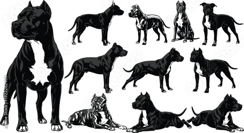 American Pitbull Terrier and Staffordshire Bull Terrier Vector Illustration Set Featuring Powerful Standing Sitting and Lying Dog Poses in Black
