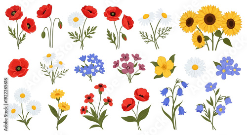 Collection of assorted flowers including poppies and daisies in various colors illustrated on a clean white background