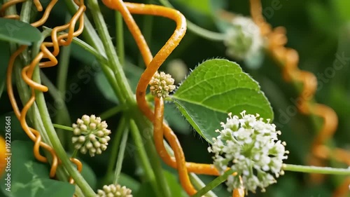 Parasitic dodder vine wrapping around green foliage with small white blossoms
